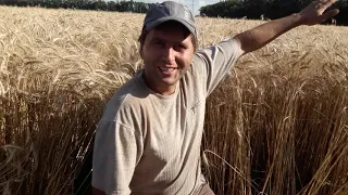 Вирощування пшениці без добрив упродовж 48 років! Найстаріша в Україні сівозміна!