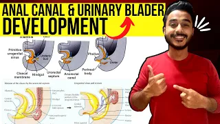 hindgut development embryology | development of anal canal embryology | urinary bladder development