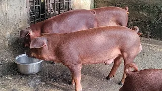 faster growth within 3 months #assam #pigfarmvideo #pigeonlover #duroc