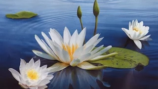 Белый танец водяных лилий    White dancing water lilies