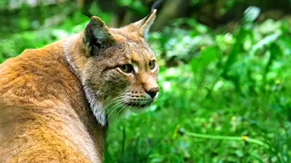 Mountain Life Lynx & पहाड़ का जीवन बनबिलाव🐱