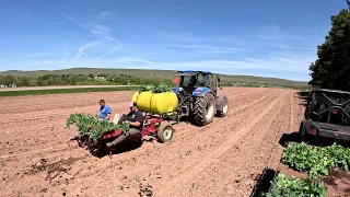 PLANTING THOUSANDS OF VEGETABLE PLANTS ON OUR VEGETABLE FARM