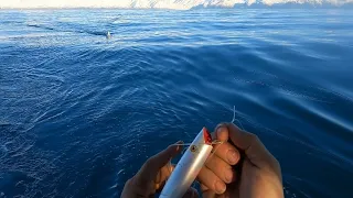 CHINOOK PATTERNS AND PROFESSIONAL TOMIC PLUG RIGGING #trolling #alaska