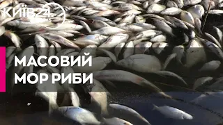Мор риби на Дніпропетровщині: загинули 28 тисяч рибин