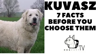 Before you buy a dog - KUVASZ - 7 facts to consider!  DogcastTV!
