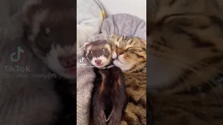 otter who can not sleep without holding a kitten #shorts || Ecosenpai