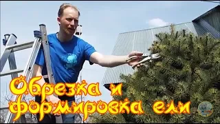 Александр Петров. Обрезка и формировка ели