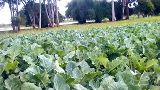 How to get a bumper harvest in kales/ sukuma wiki