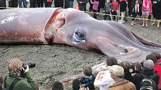 15 GIANT Animals You Didn't Know Existed!