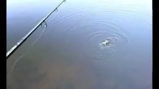 Catching A Baby Bluegill With No Bait, Just A Hook