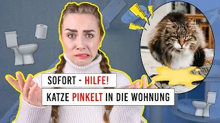 Katze pinkelt über all hin - Was tun? / Unsaubere Katzen / Babykatze markiert mit Urin / Amely Rose