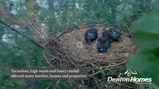 Denton Homes Eaglets reunited back to area after deadly storm takes out the nest on May 21, 2024