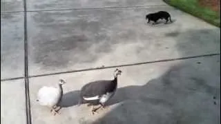 Dachshund meets guineas