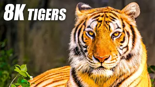 Unique Tigers Collection 8K HDR 60FPS ULTRA HD