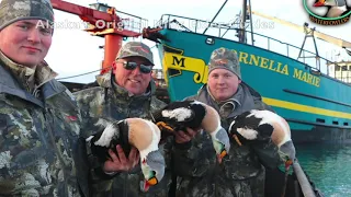 Seaduck hunting Cold bay Alaska with Aleutian Island Waterfowlers