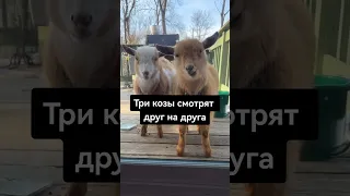 Три козы смотрят друг на друга. А кто третья?