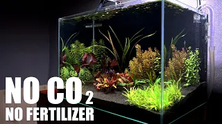 Can We Grow Aquarium Plants With Sand Only As The Substrate?