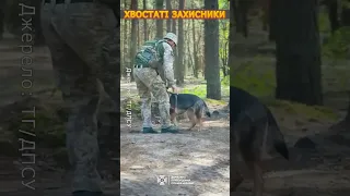 😍Ігрова гімнастика – обовʼязкова частина підготовки чотирилапих побратимів ЗСУ #shorts