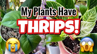 THRIPS: How To Identify, Treat, and Prevent Thrips on Houseplants