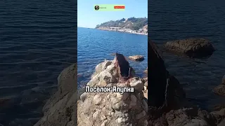 Алупка обзор пляжа #shorts #пляж #крым #море #черноеморе #slaviklife #славиклайф #shortvideo