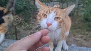 While passing through this street, cute cats may suddenly gather around you.