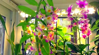 Orchids bloom both in winter and summer after applying the fertilizer Aminosil liquid and granules.