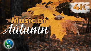 Beautiful Autumn | Autumn Landscapes in Autumn Forest | Video for Relaxation and Rest in 4K Ultra HD