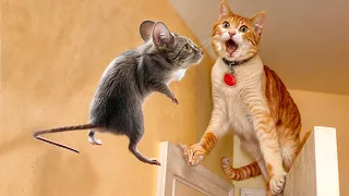 The Funniest Dogs and Cats Videos 2024 To Crack You Up All Long Day #2