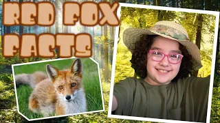 Learn Red Fox Facts For Kids by Kids