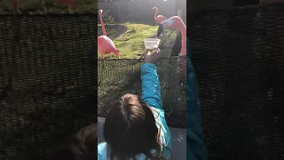 phoebe feeding a flamingo at the san diego zoo