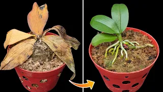 Unbelievable! Do This Urgently, you won't have to throw any rotten orchids