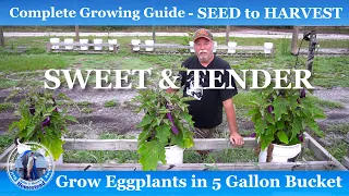 How to Grow & Harvest Eggplants in 5 Gallon Bucket | Complete Growing Guide