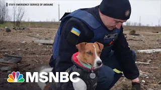 Jack Russell Terrier Has Turned Into A Ukrainian Hero