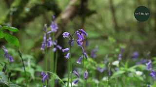 Bluebells and birdsong(2)