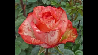 обрезка саженца розы ч/г группы, питомник роз полины козловой rozarium.biz