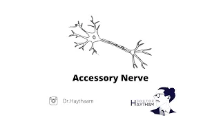 Accessory Nerve | Cranial Nerve 11 | The origin of the spinal & the Cranial roots