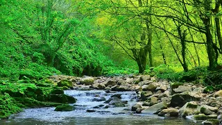 Native American Flute Music and Forest Birds Chirping - Peaceful Music, Study Aid, Stress Relief