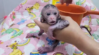 Newborn Baby Monkey Chiki Bathing Morning 😉