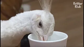 Not Even A Pet Dog Tastes Water In A Cup Like This Elegant White Peacock | Kritter Klub