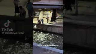 Спасение собаки прохожими в Алматы