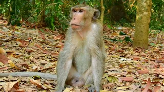 Old monkey in The Group In Forest [ Master in the Group ]