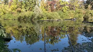 Рыбалка в Киеве на реке Коник. Поплавочная рыбалка. Никогда не думал, что в самом Киеве есть такое.