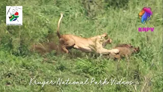 Lion Hunt and Eats Warthog | Latest Kruger Sightings