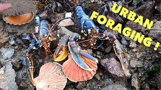 URBAN FORAGING / Grilled Lobster and Scallop ! Huge lobster, Oysters, Scallops and More !