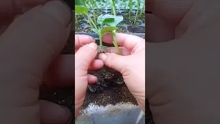 Grafting method of watermelon.#gardening