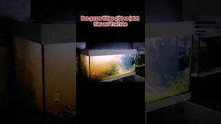 Willkommen zu meinen größten Anfängerfehler in der Aquaristik