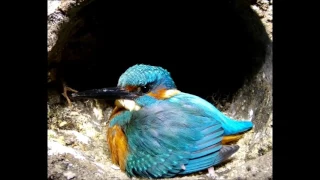 I've Been Filming Kingfishers At Their Nest | Discover Wildlife | Robert E Fuller