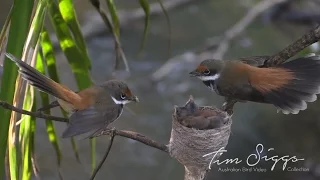 Rufous Fantail (Rhipidura rufifrons) HD Video Clip 2/  2