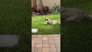 A Dog’s Life Short. #timelapse #pug #chill #relaxing