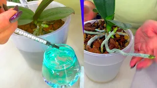 Scientific experiment in fertilizing Orchids 😊💐 The roots grew quickly. Aminosil - granules.